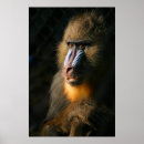 Search for baboon ape posters Mandrill