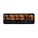 Search for toller Retrievers