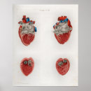 Search for cardiac art Anatomy