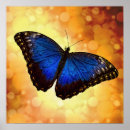 Search for blue morpho butterfly posters Gold