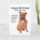 Search for staffordshire bull terrier birthday cards Animal