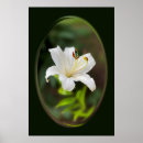 Search for white lily posters Green