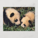 Search for panda postcards Sichuan