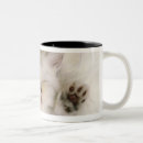 Search for sleeping kitten mugs Studio shot