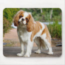 Search for dog show mouse mats Pet