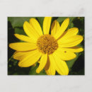 Search for yellow vegetable cards Green