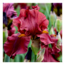 Search for iris art Wall