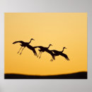 Search for bosque del apache posters Bird