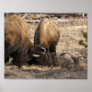 Search for buffalo head art Wildlife