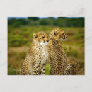 Search for acinonyx jubatus postcards Africa