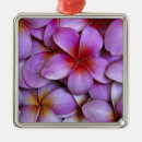 Search for plumeria christmas tree decorations Nature
