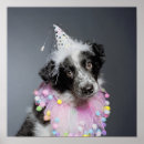Search for animals wearing clothes posters One animal