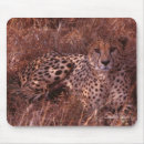 Search for teared mouse mats Animals