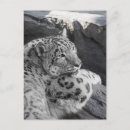 Search for blue leopard cards Cat
