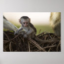 Search for monkey posters Baby