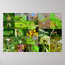 Search for butterfly collage art Animals