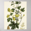 Search for matthias art Botanical