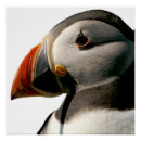 Search for atlantic puffin posters Wildlife
