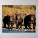 Search for grizzly bear posters Usa
