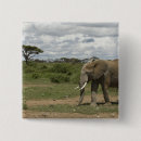 Search for daytime badges Africa