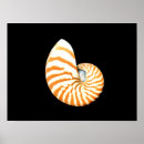 Search for nautilus seashell posters Seashells
