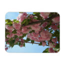 Search for cherry tree magnets Photography