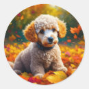 Search for cute poodle stickers Animals