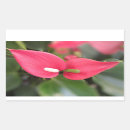 Search for anthuriums stickers Floral
