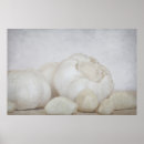Search for garlic posters Clove