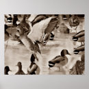 Search for mallard duck painting posters Photography