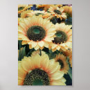 Search for happy sunflowers posters Field
