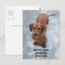 Search for barks postcards Pet