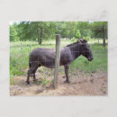 Search for donkey postcards Field