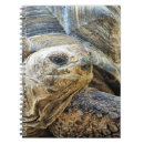 Search for tortoise notebooks Animal