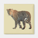 Search for leopard spots magnets Wild animal