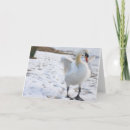 Search for swans christmas cards Wildlife