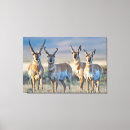 Search for antelopes canvas prints Buck