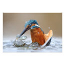 Search for kingfisher posters Alcedo atthis