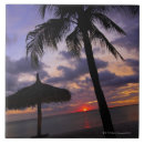 Search for palm tree tiles Sky