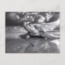 Search for sea turtle art postcards Ocean