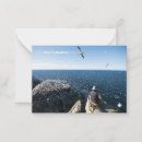 Search for gannets Nature