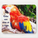 Search for parrots photography Wild