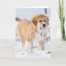 Search for pyrenees cards Cute dogs