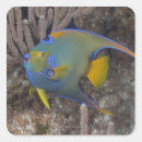 Search for angelfish stickers Underwater