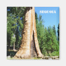 Search for giants magnets Nature