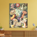 Search for anemones art Ernst haeckel