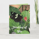 Search for butterfly image cards Beautiful