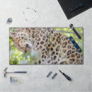 Search for big picture electronics Animal