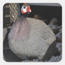 Search for fowls stickers Guinea fowl