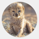 Search for baby cheetah stickers Cub